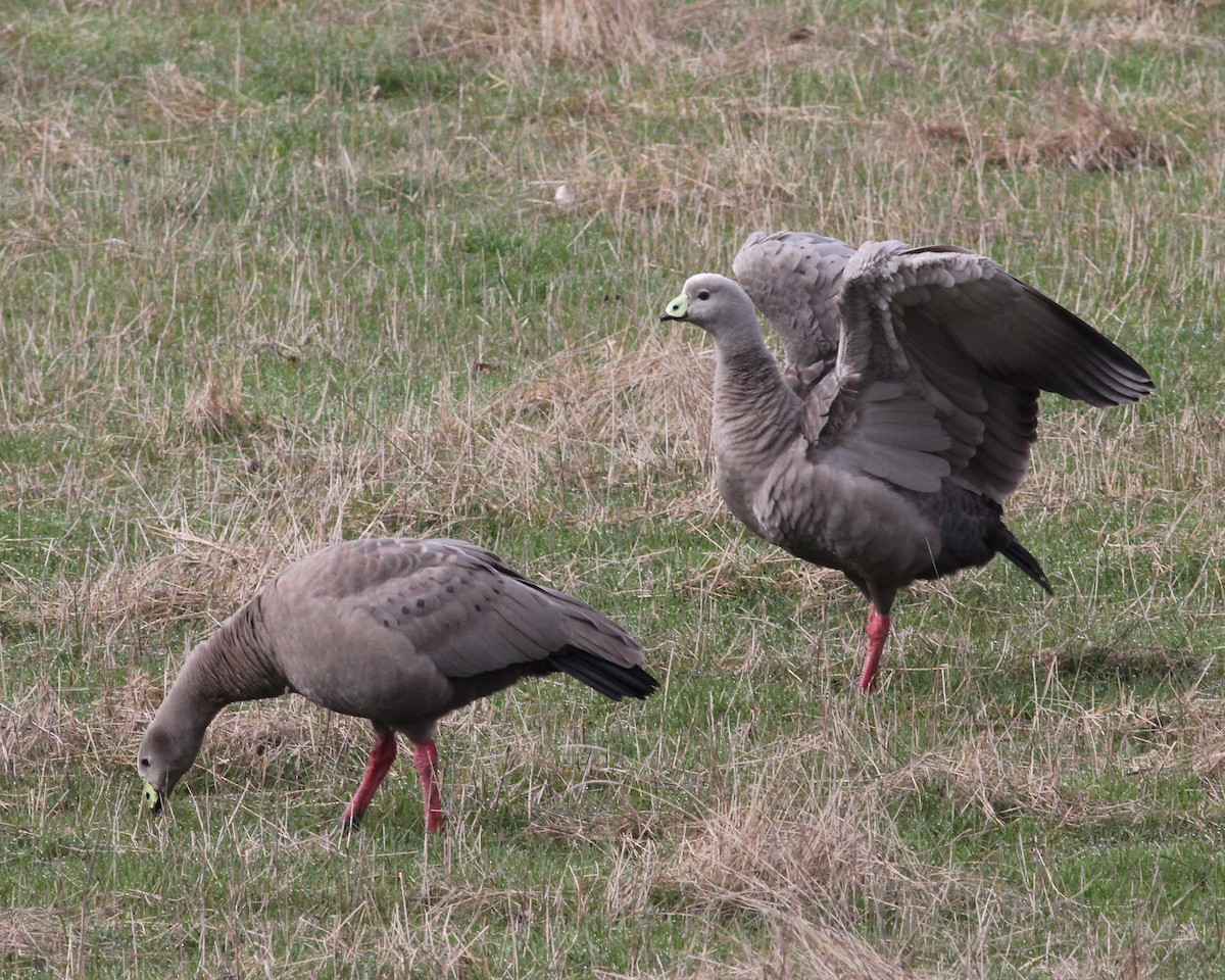 Cape Barren Goose - ML46618521