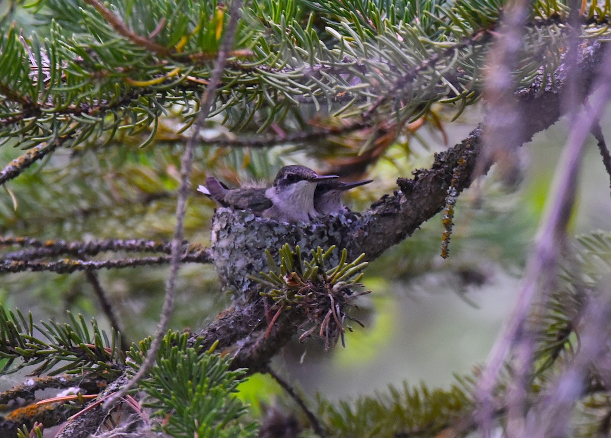 Ruby-throated Hummingbird - ML466185451