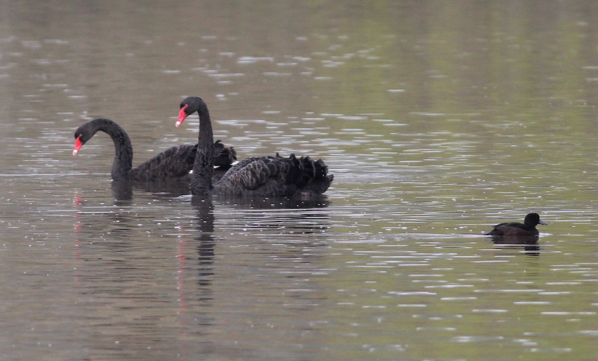 Cisne Negro - ML46618581