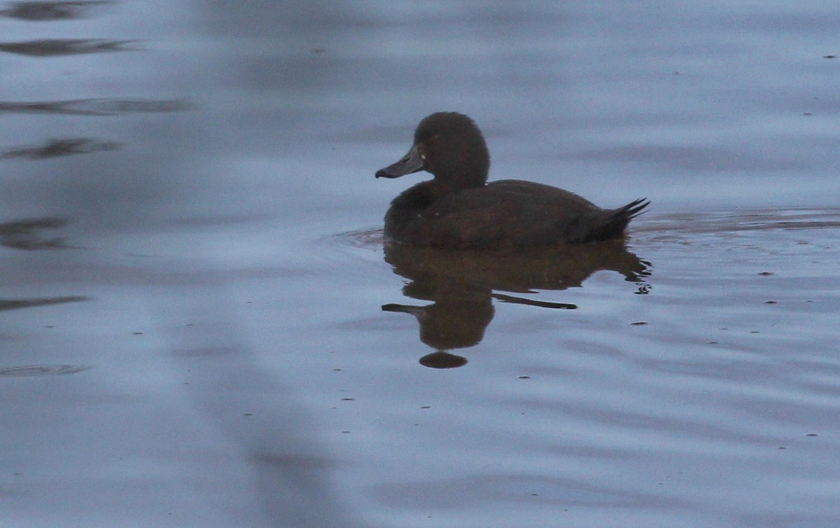 New Zealand Scaup - ML46618711