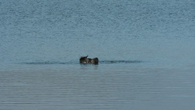 Musk Duck - ML466188221