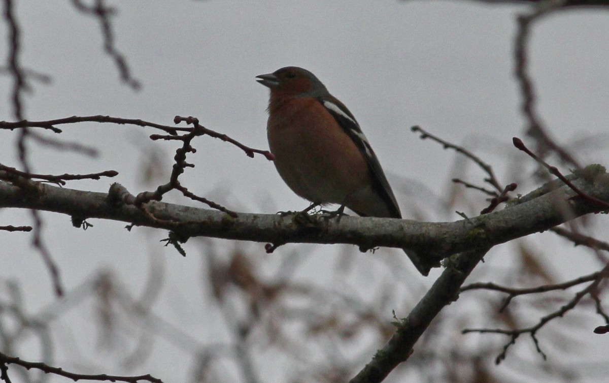 Common Chaffinch - ML46619031