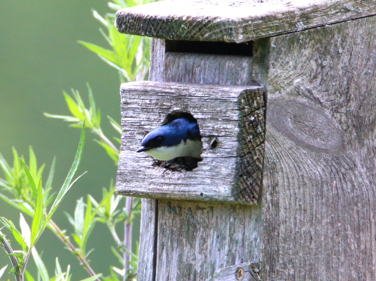 Tree Swallow - ML466190541