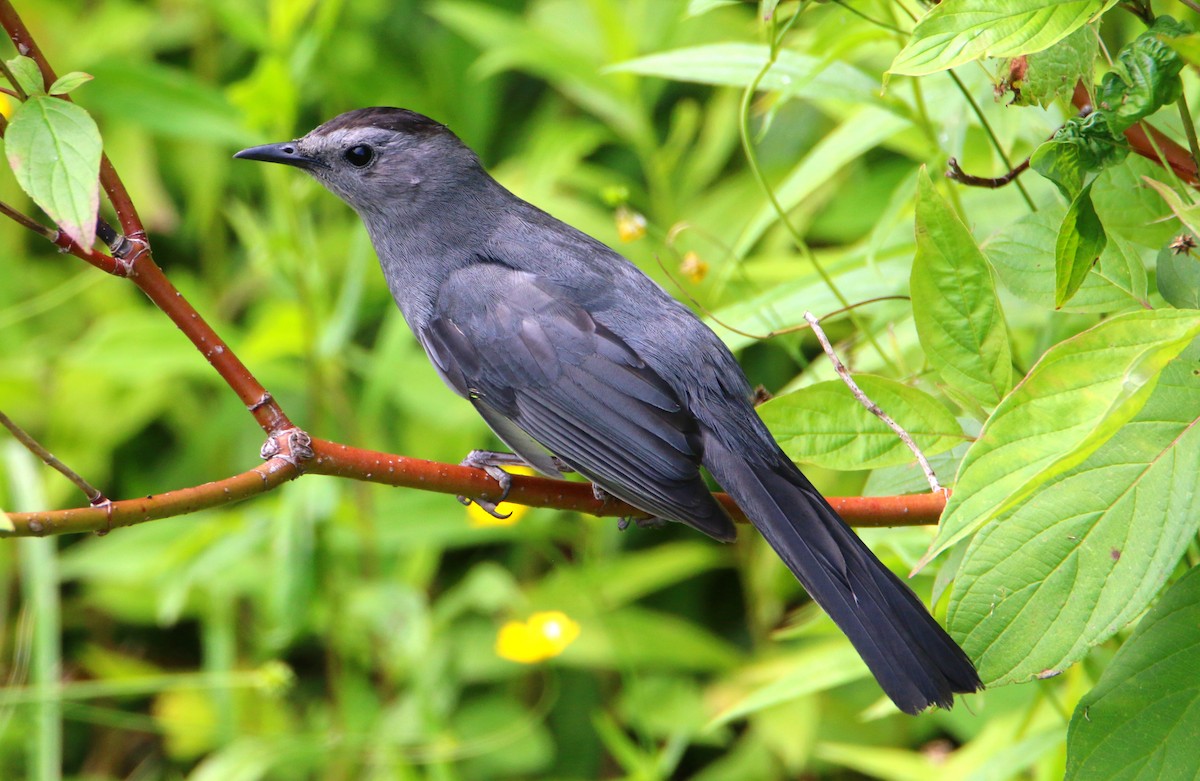 Gray Catbird - ML466190651