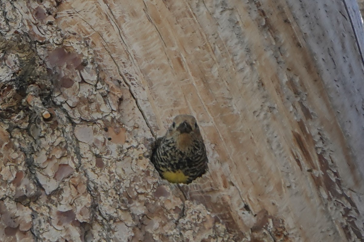 Williamson's Sapsucker - ML466191731