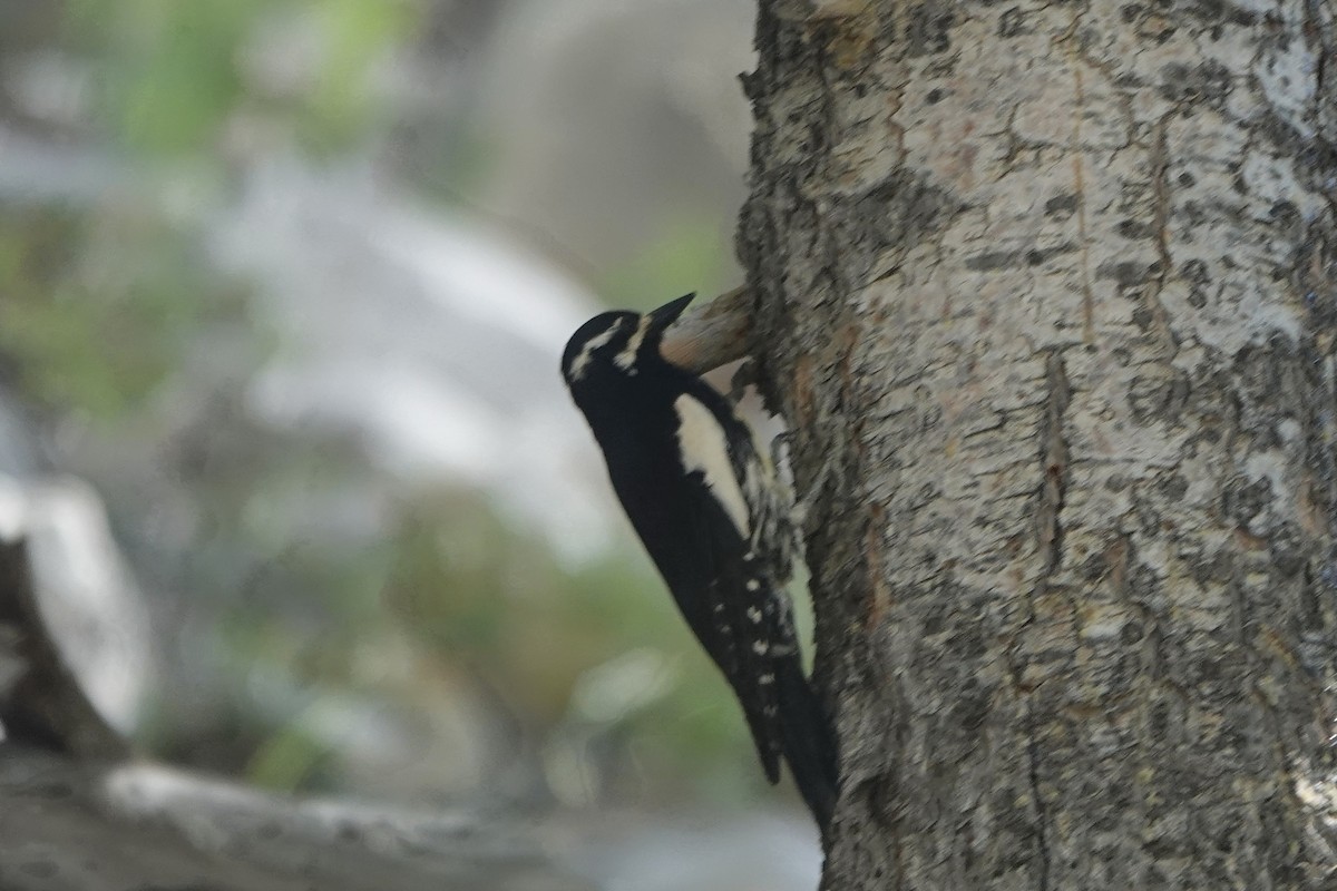 Williamson's Sapsucker - ML466192091