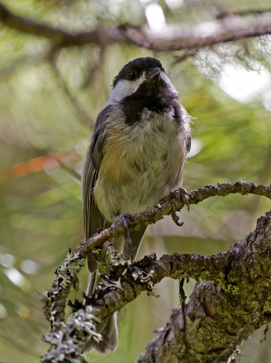 Chestnut-backed Chickadee - Bob Martinka