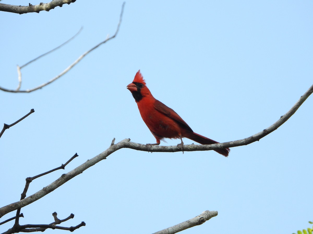 Cardinal rouge - ML466197071
