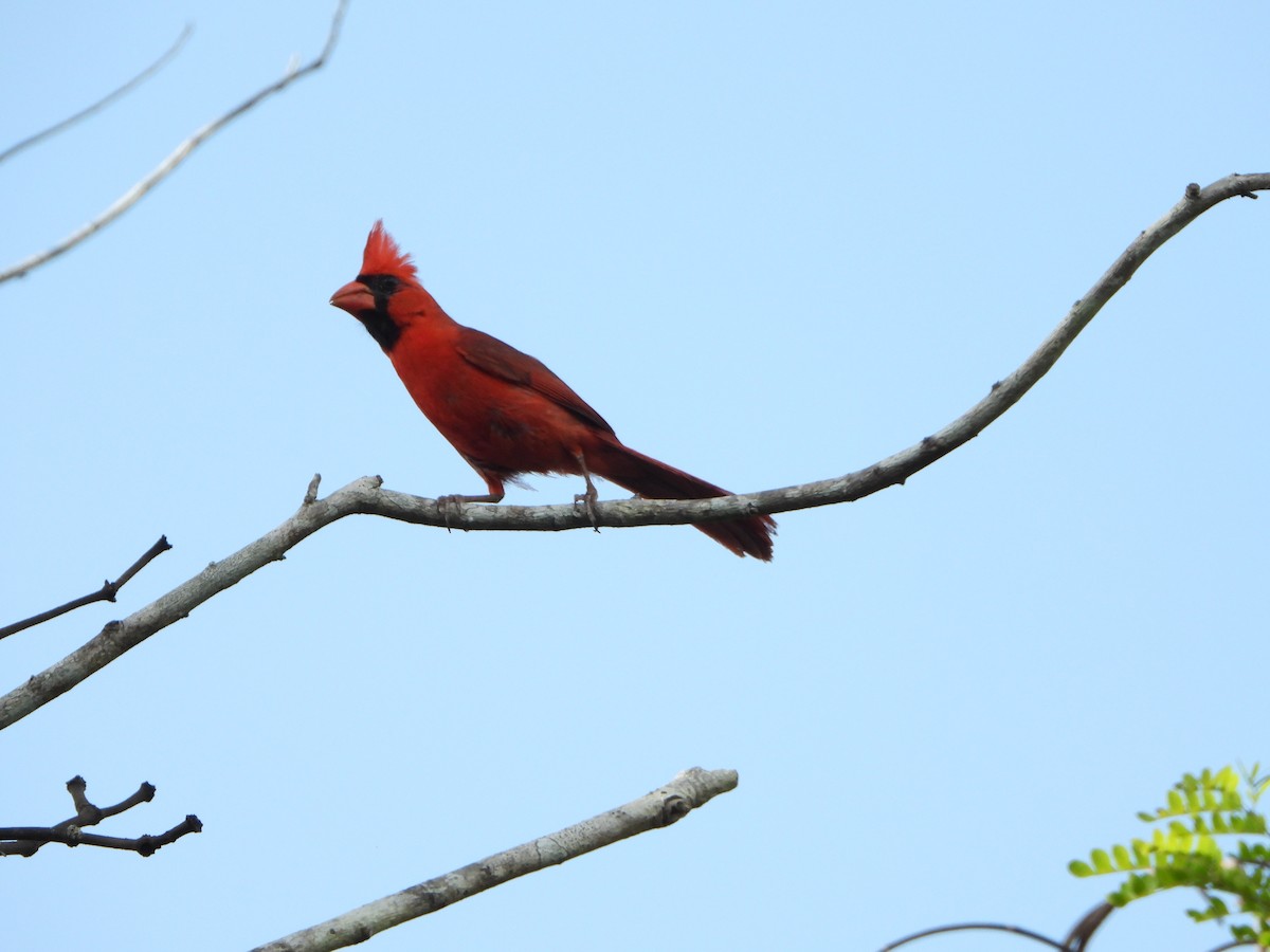 Northern Cardinal - Angel Castillo Birdwatching Guide