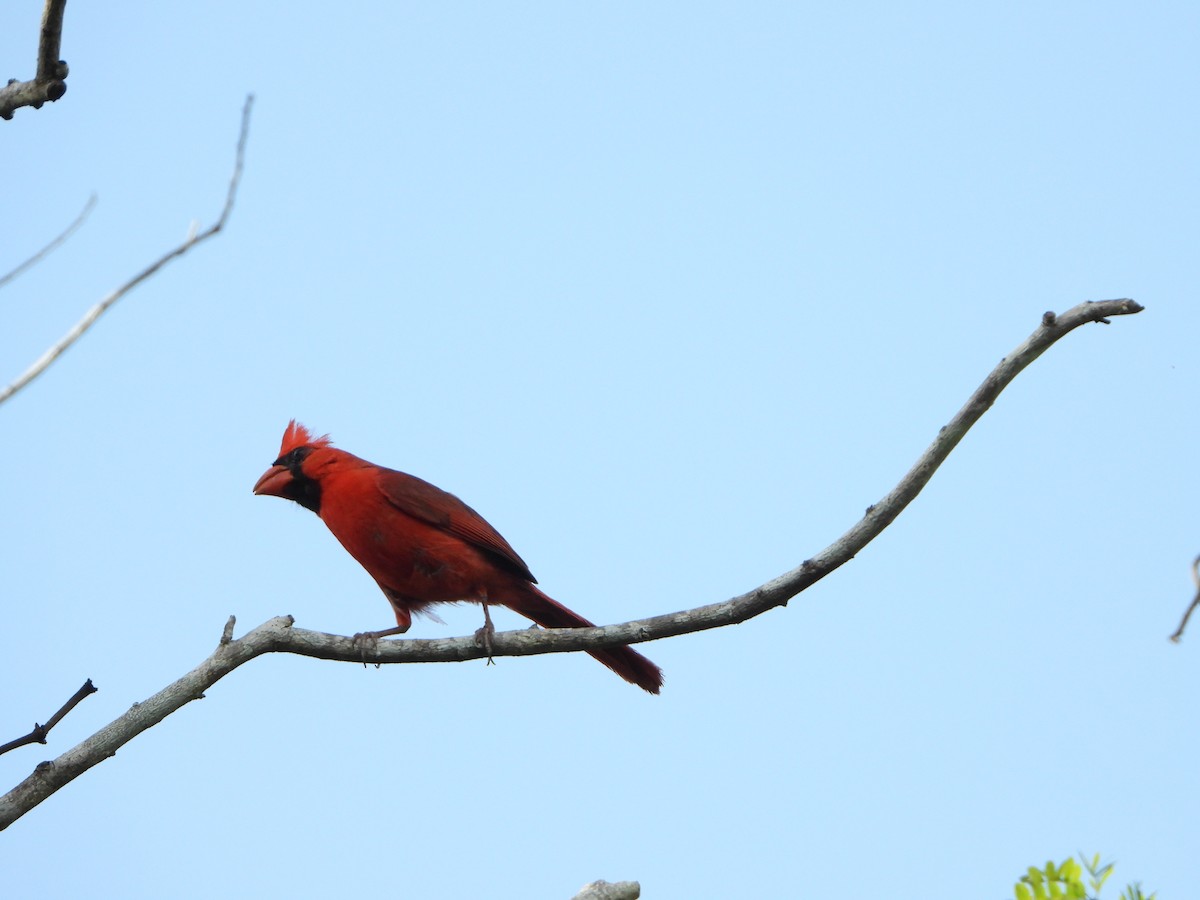 Northern Cardinal - Angel Castillo Birdwatching Guide