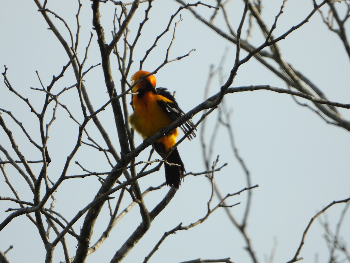 Oriole à gros bec - ML466197211