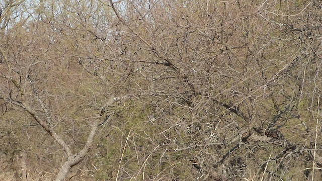 Yellow-billed Tit-Tyrant - ML466197341