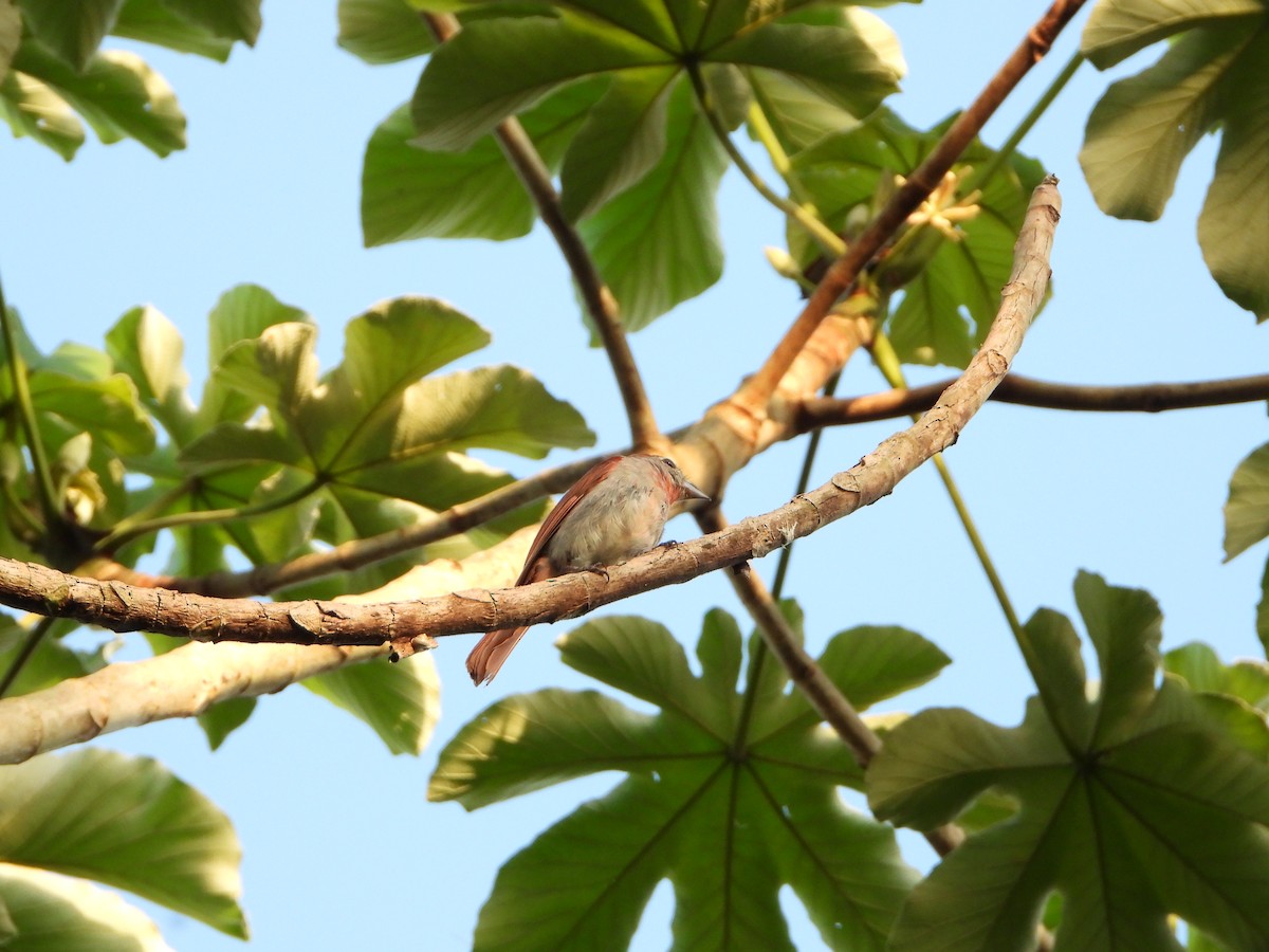 Rose-throated Tanager - Angel Castillo Birdwatching Guide