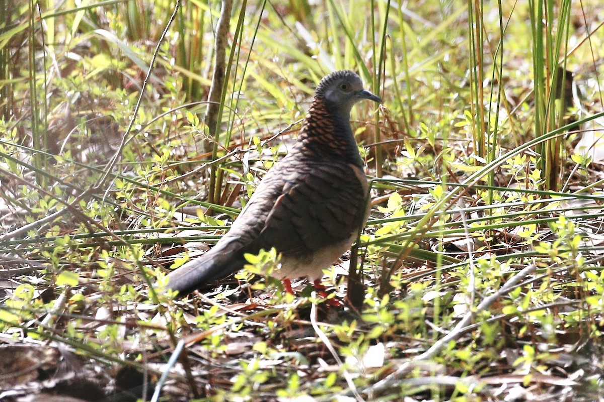 Bar-shouldered Dove - ML466198441