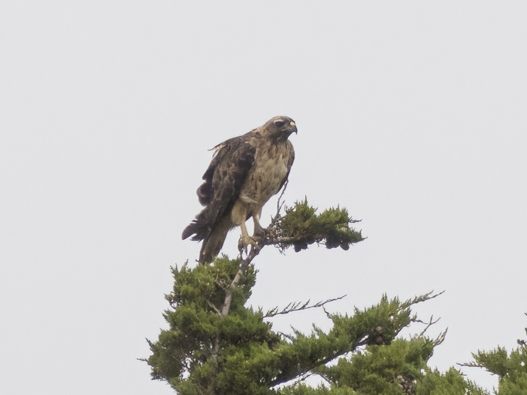 Red-tailed Hawk - David Sexton