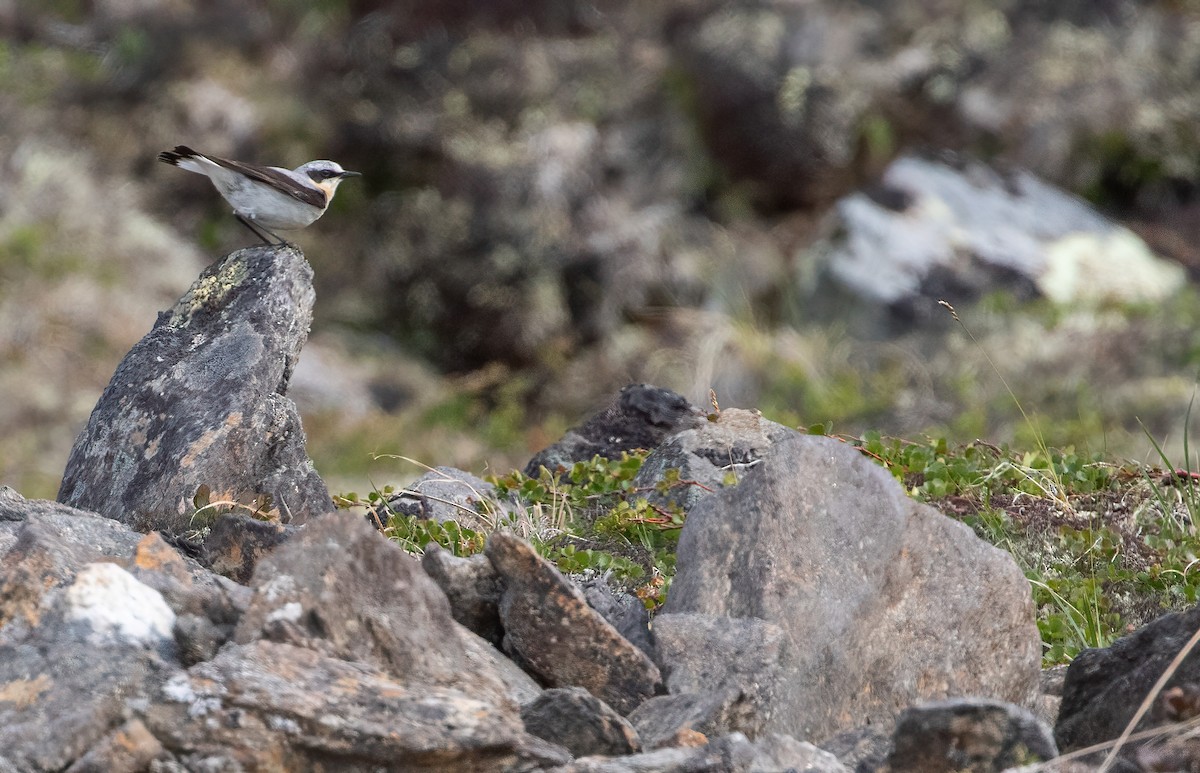 Northern Wheatear - ML466199281