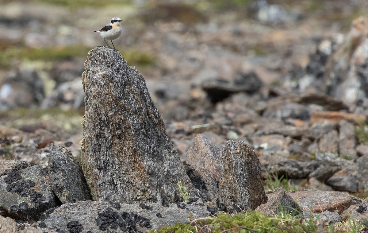 Northern Wheatear - ML466199321