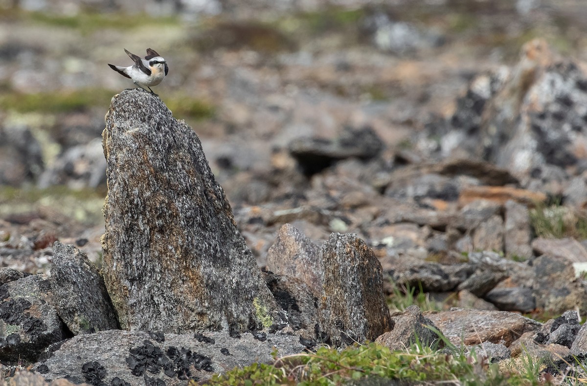 Northern Wheatear - ML466199341