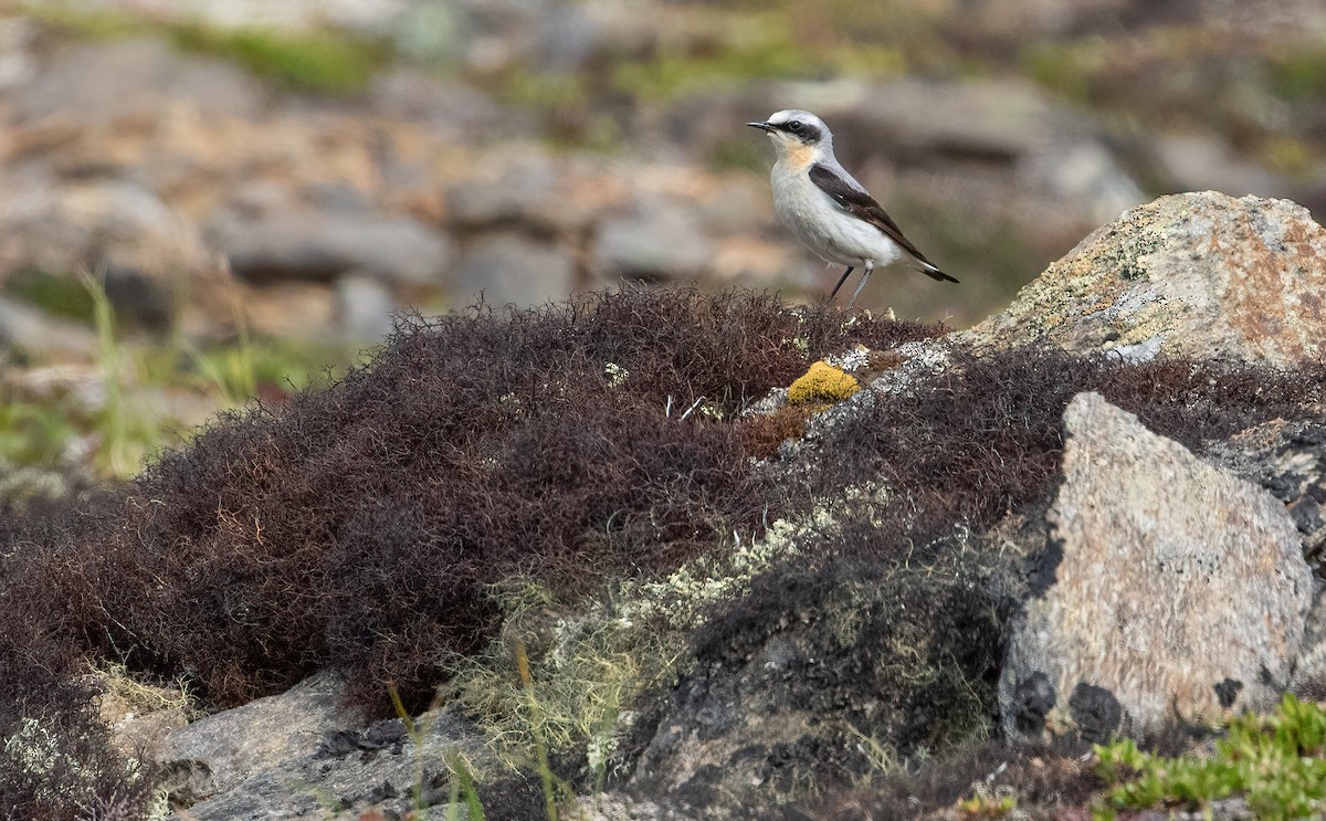 Northern Wheatear - ML466199361