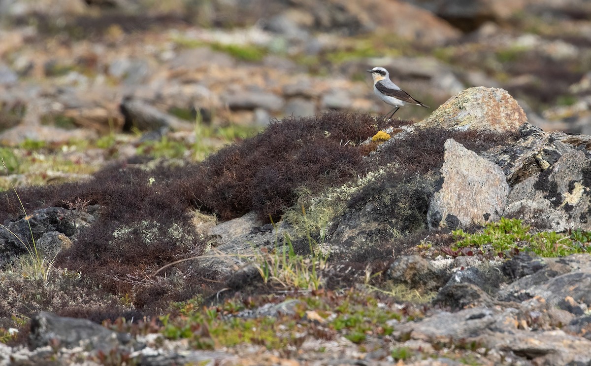 Northern Wheatear - ML466199371