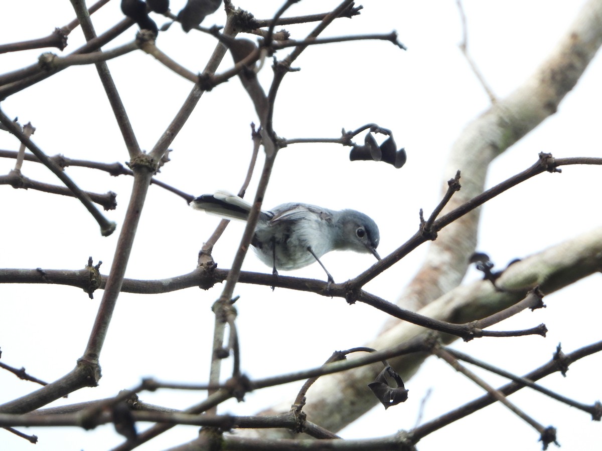 Blue-gray Gnatcatcher - Angel Castillo Birdwatching Guide