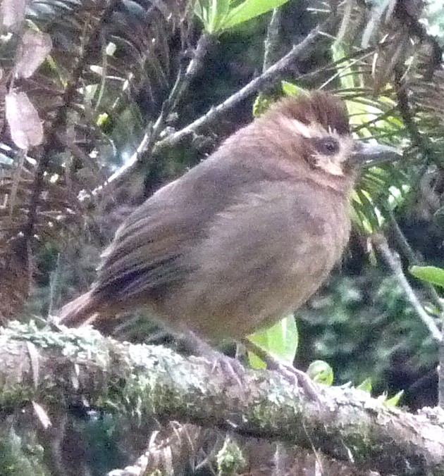 White-browed Laughingthrush - ML46620191