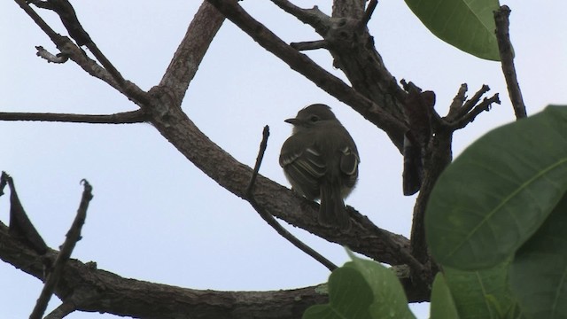 Plain-crested Elaenia - ML466202