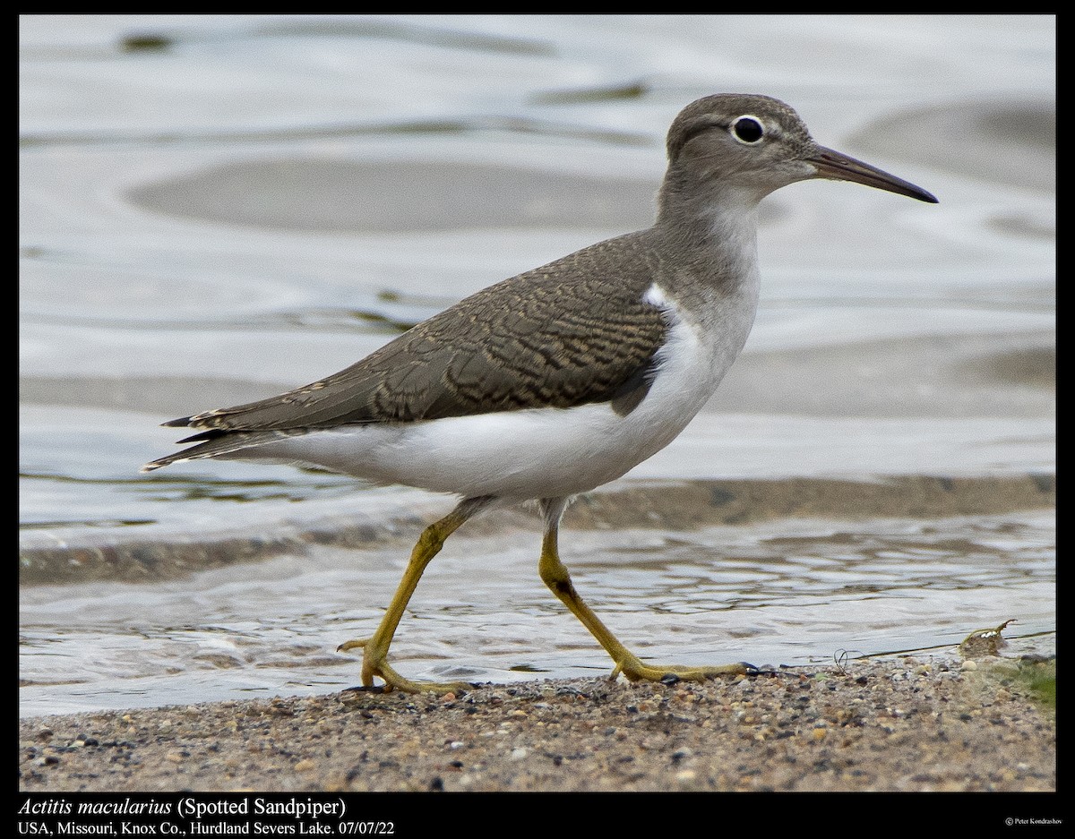 Spotted Sandpiper - ML466202051