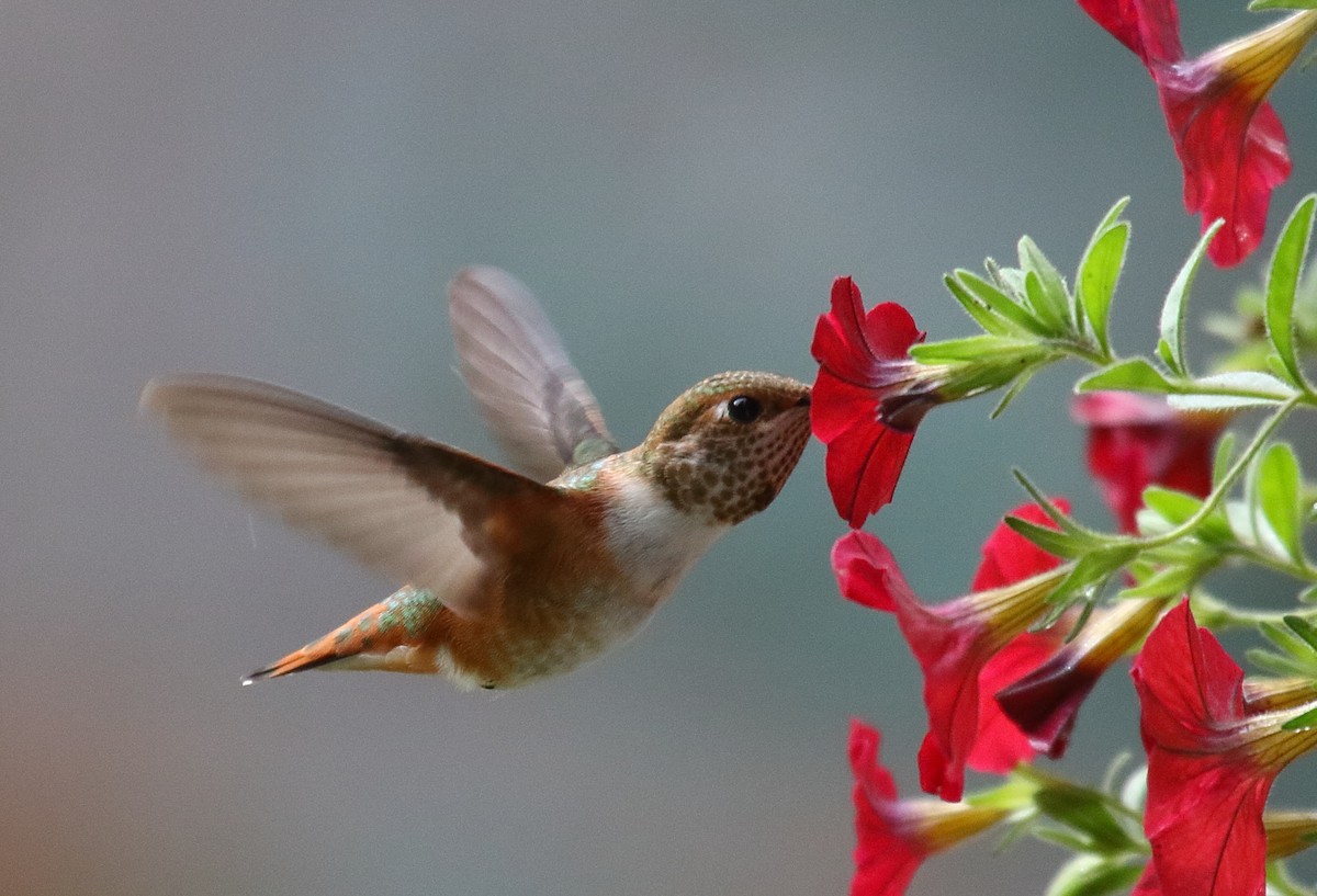 Rufous Hummingbird - Greg Gillson