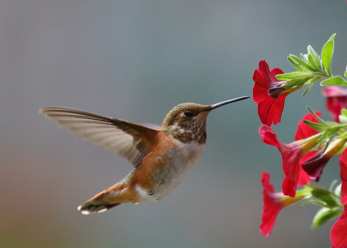 Rufous Hummingbird - Greg Gillson