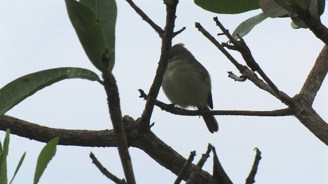 Plain-crested Elaenia - ML466203