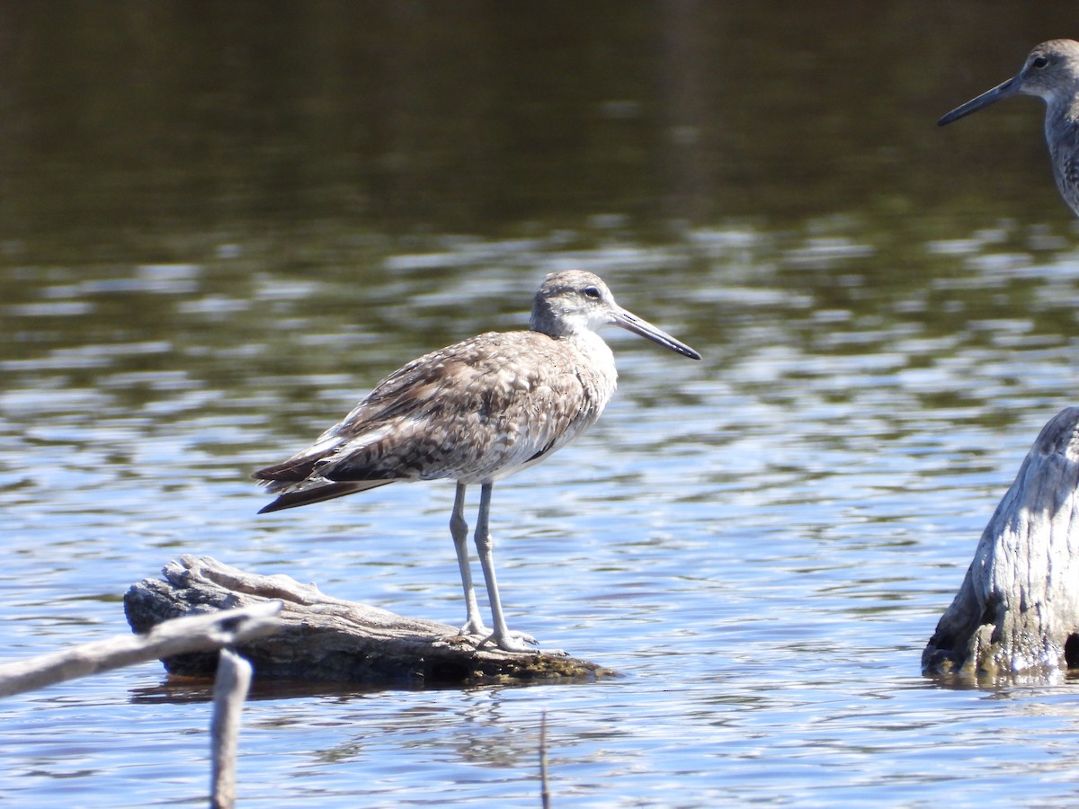 Willet - ML466203231