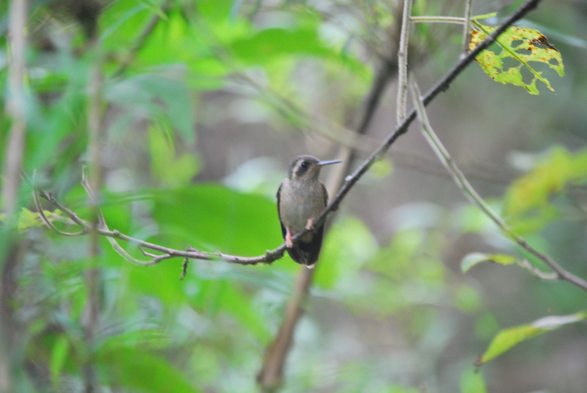 Speckled Hummingbird - Agustin Carrasco