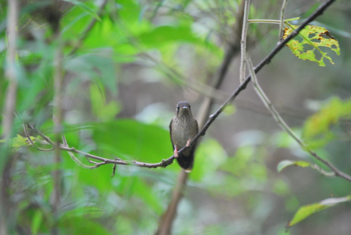 Speckled Hummingbird - Agustin Carrasco