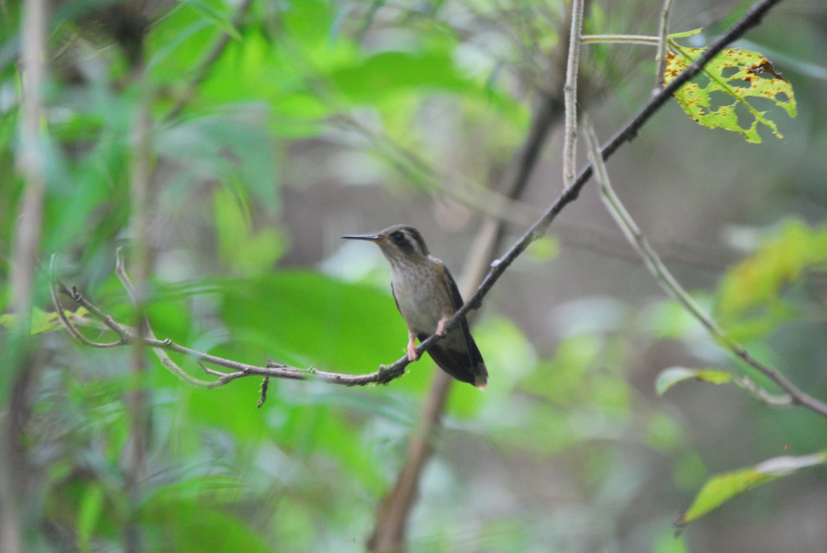 Speckled Hummingbird - Agustin Carrasco