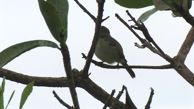 Plain-crested Elaenia - ML466204