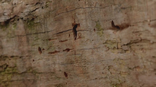 White-headed Woodpecker - ML466204001