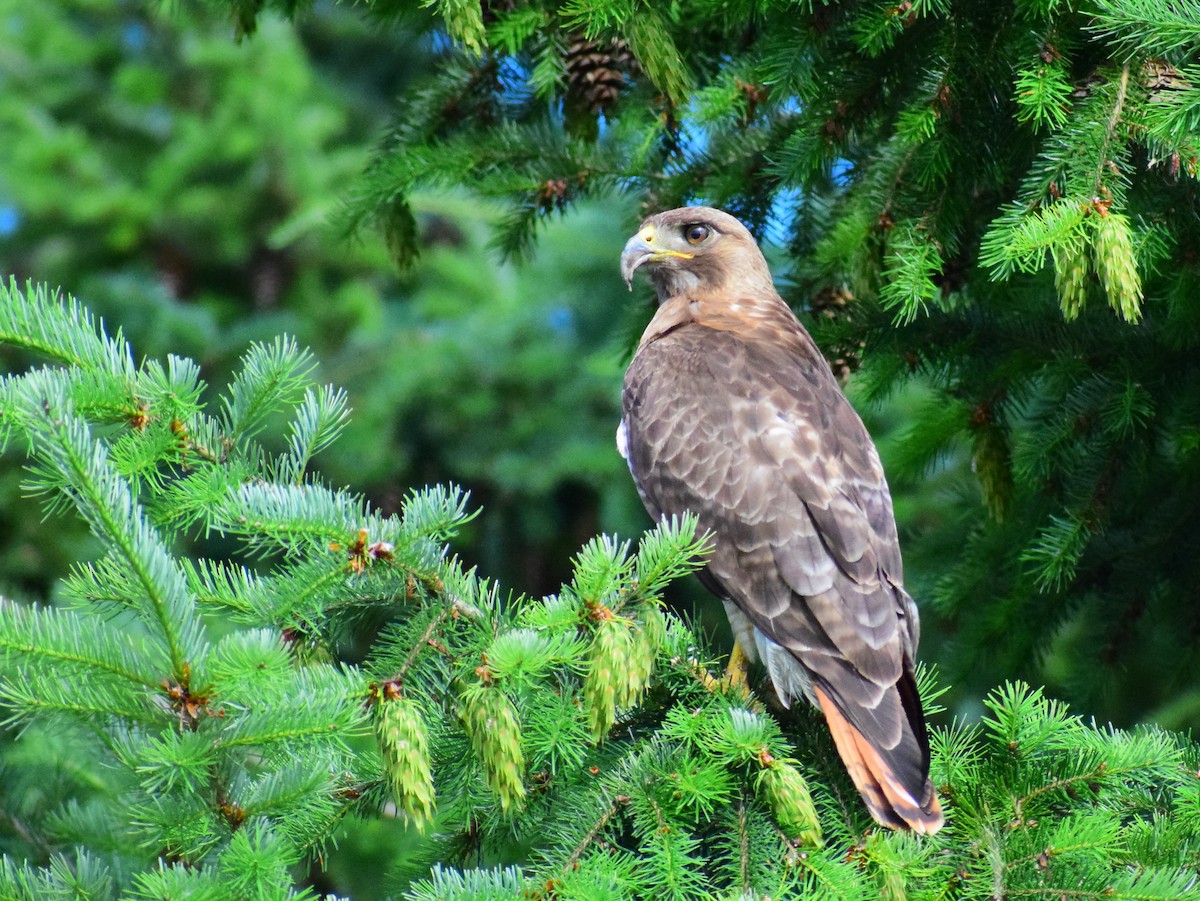 Red-tailed Hawk - ML466204201