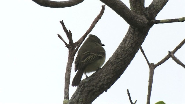 Plain-crested Elaenia - ML466205