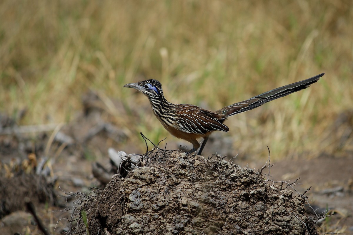 Lesser Roadrunner - ML466205341