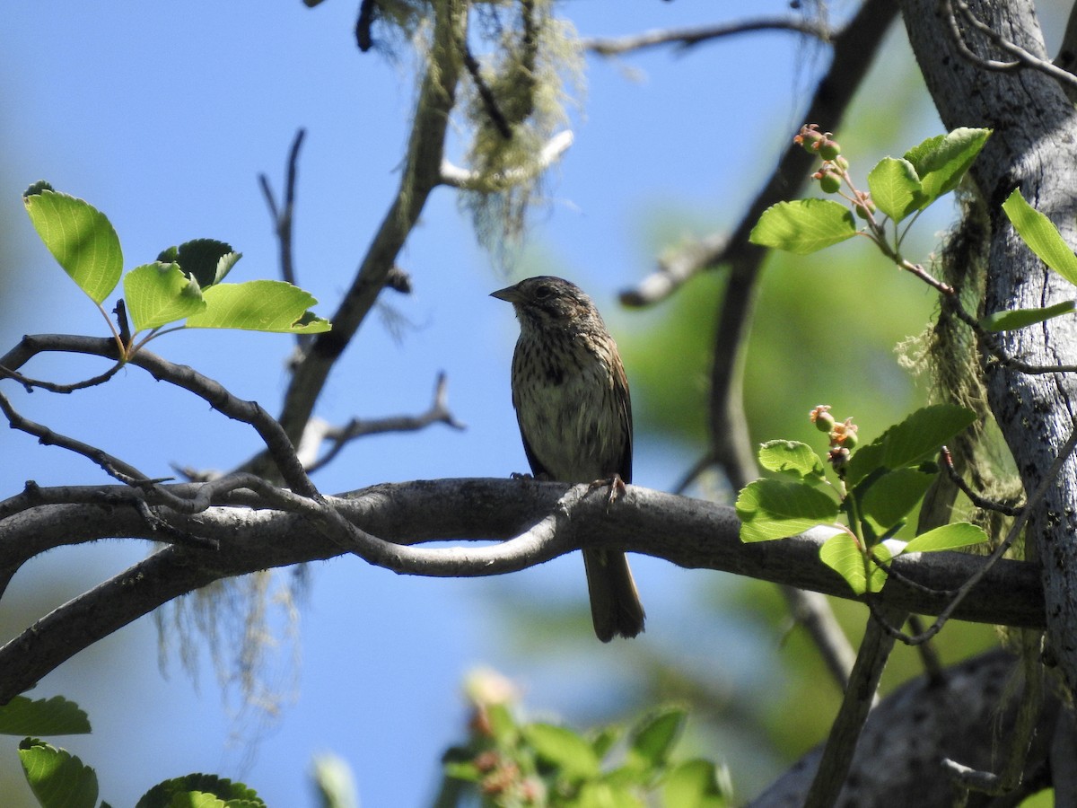 Lincoln's Sparrow - ML466206121