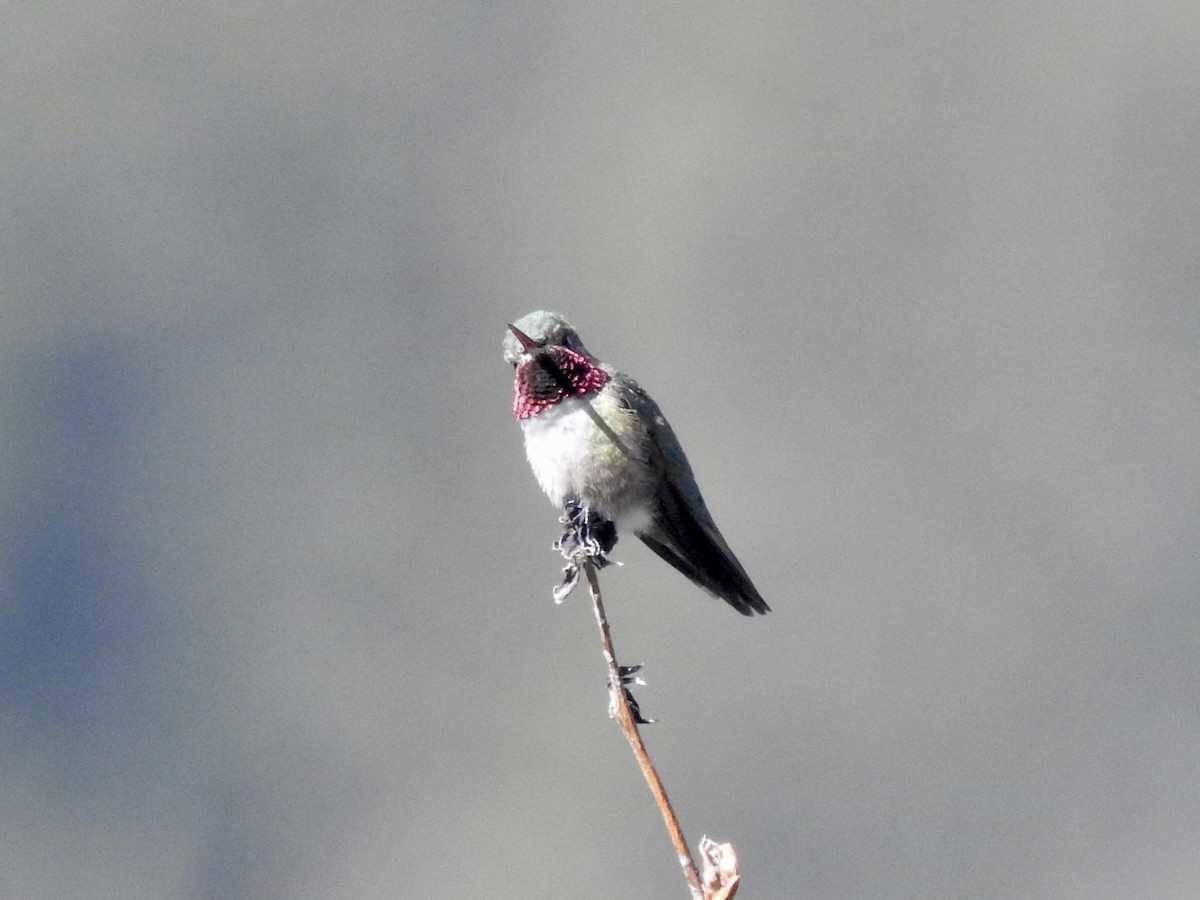 Broad-tailed Hummingbird - ML466206131