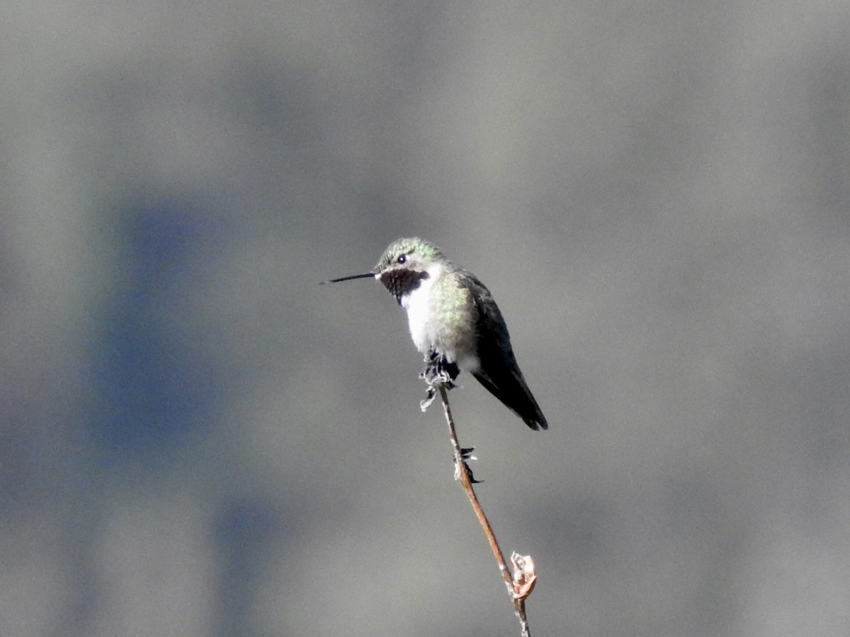 Broad-tailed Hummingbird - ML466206141