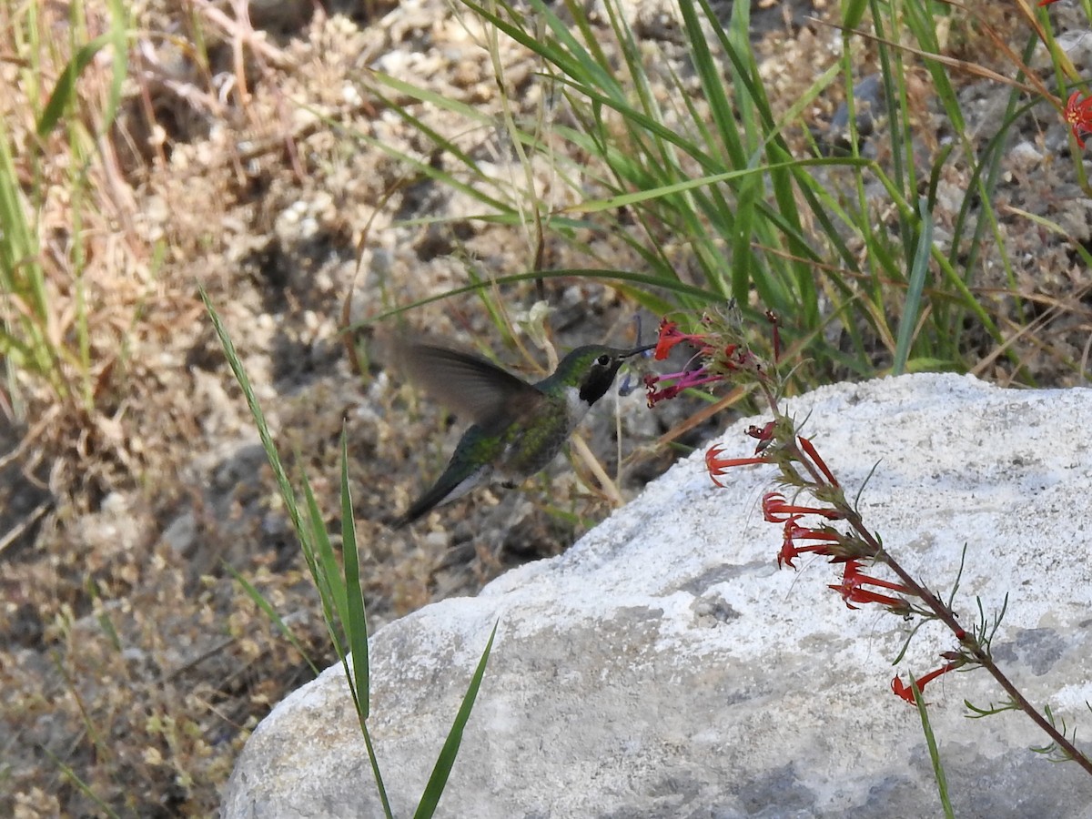 Broad-tailed Hummingbird - ML466206151