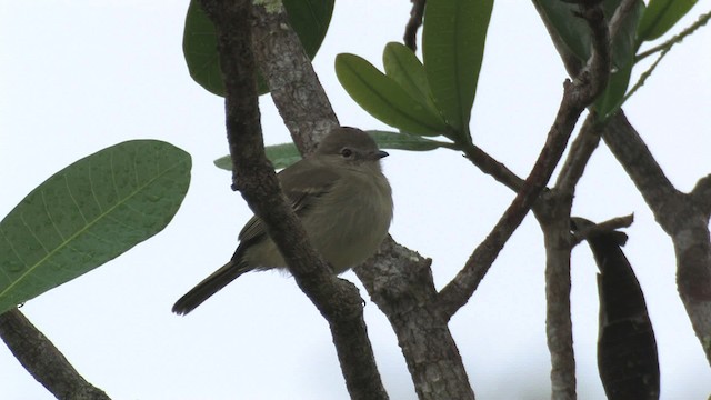 Plain-crested Elaenia - ML466207