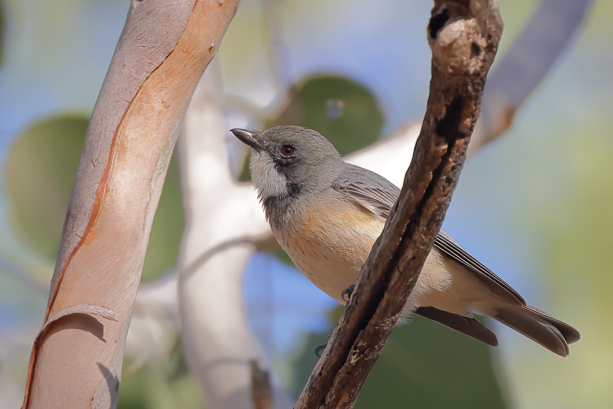 Rufous Whistler - Tony Ashton