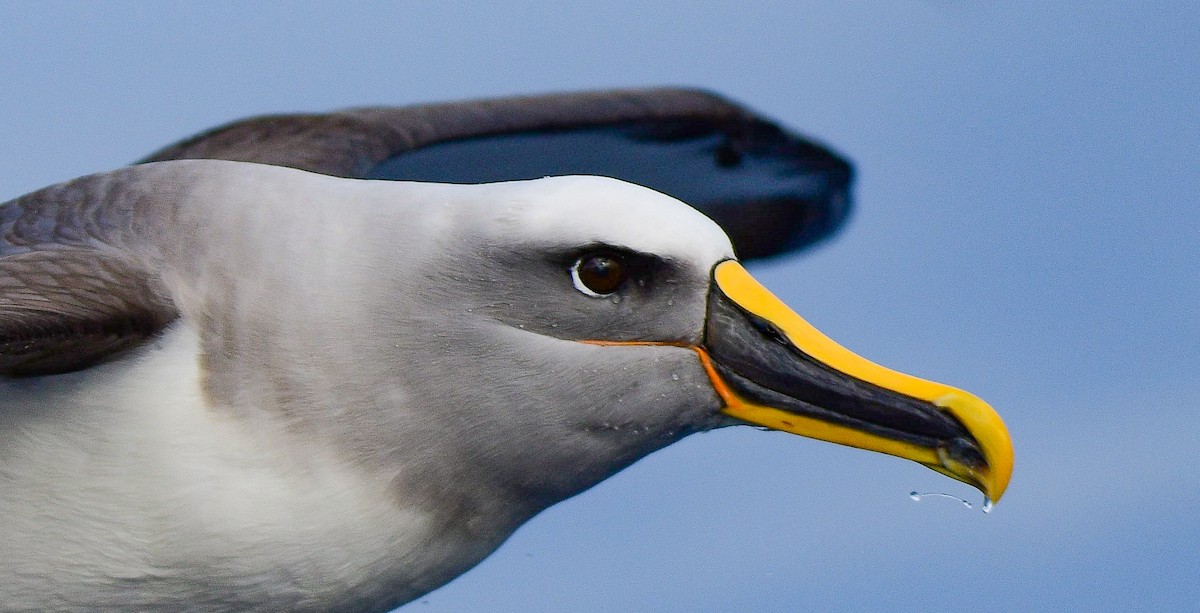 Buller's Albatross - ML466207811