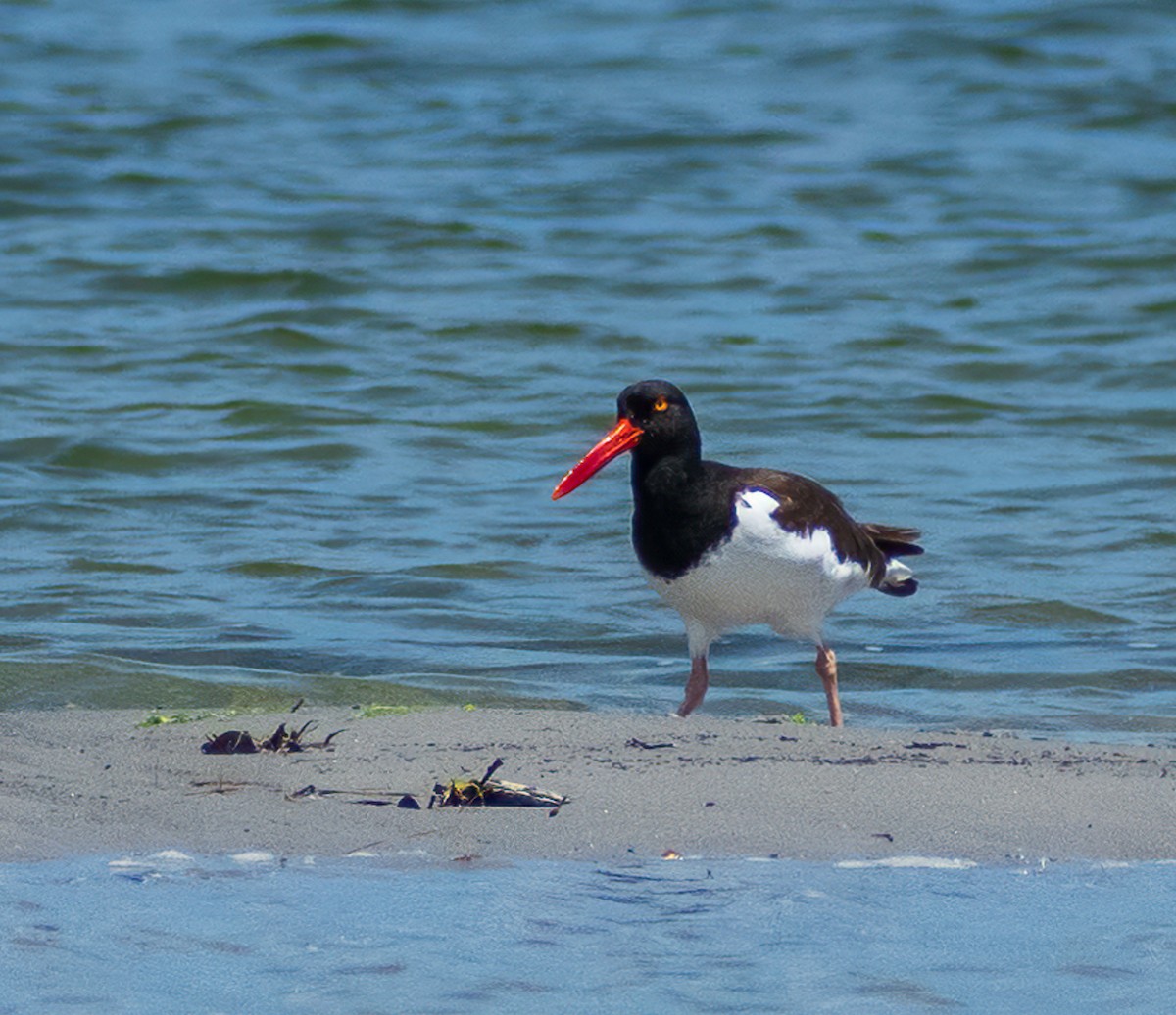American Oystercatcher - Janice Strong