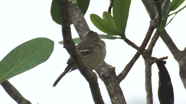 Plain-crested Elaenia - ML466208