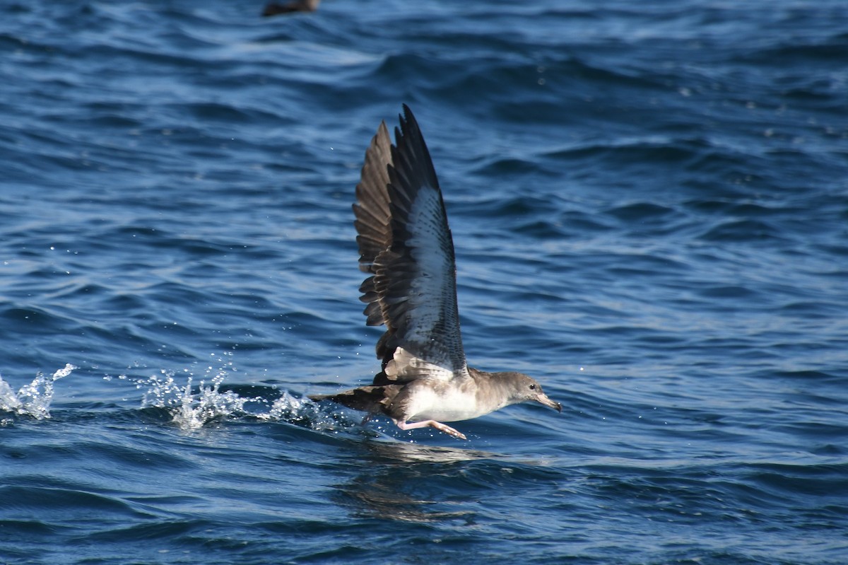 Pink-footed Shearwater - Mike Ostrowski